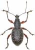 Otiorhynchus stricticollis juniperi